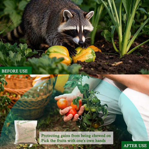 Mosquashield peppermint oil aroma signaling fresh, non-toxic raccoon deterrence.