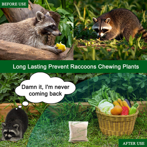 Placing Mosquashield bags near a trash bin to reduce raccoon visits.