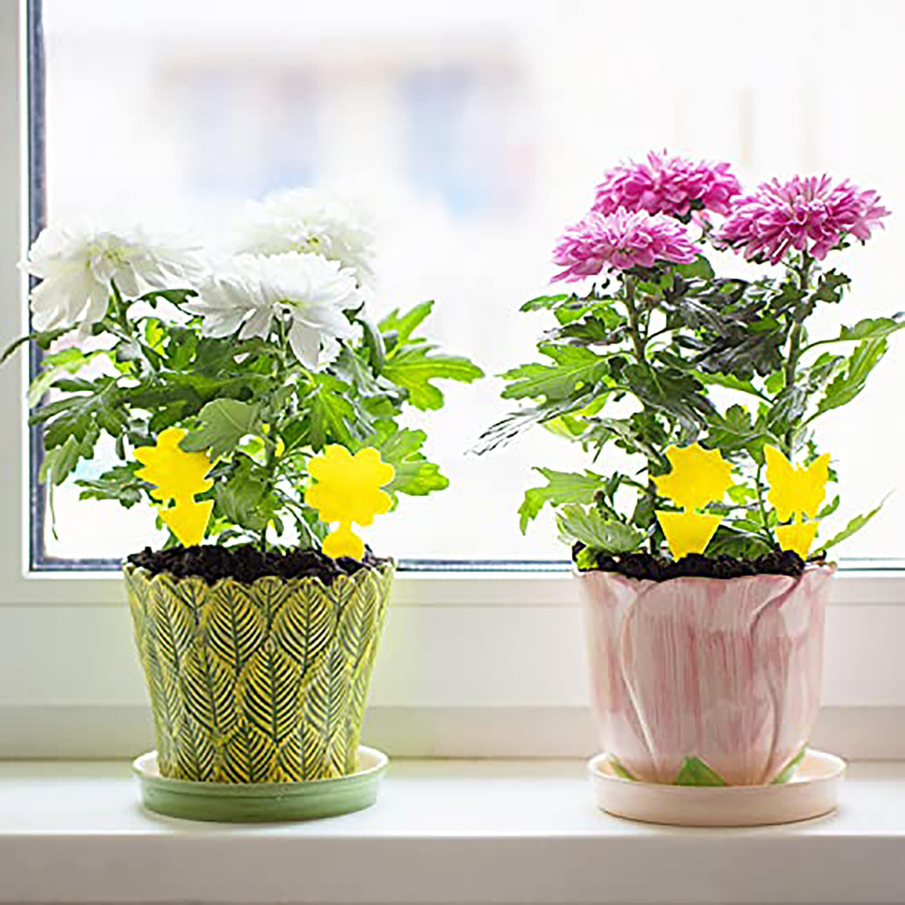 Mosqueda 72-pack includes butterfly and tree shapes; convenient for small pots.