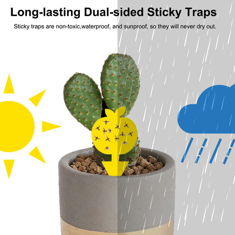 Mosqueda fruit fly trap in kitchen offers an odorless, non-toxic pest control option