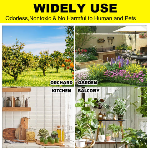 Mosqueda apple-shaped traps used outdoors protect potted herbs and vegetables from gnats