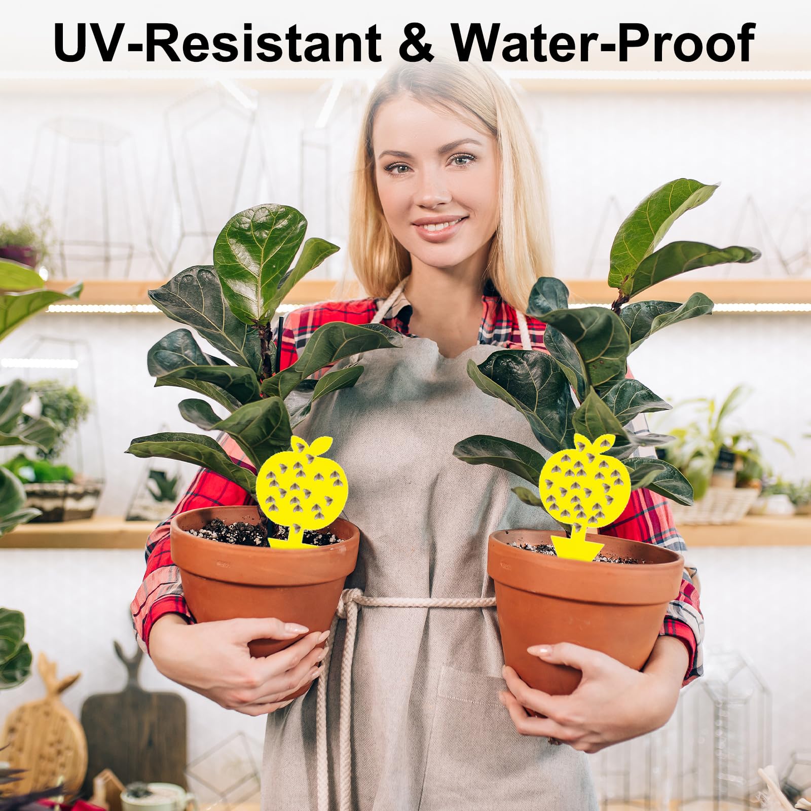 Mosqueda easy-to-use traps install in pots or fruit bowls for quick pest relief