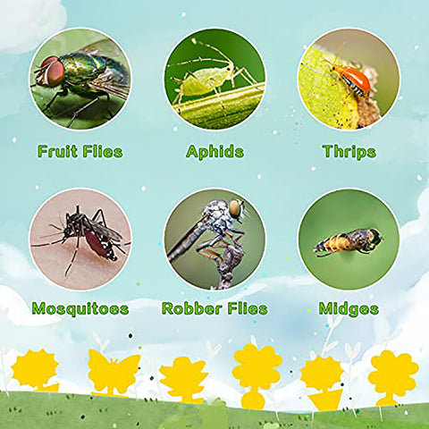 Mosqueda fruit fly sticky traps; UV-resistant, waterproof, long-lasting protection.