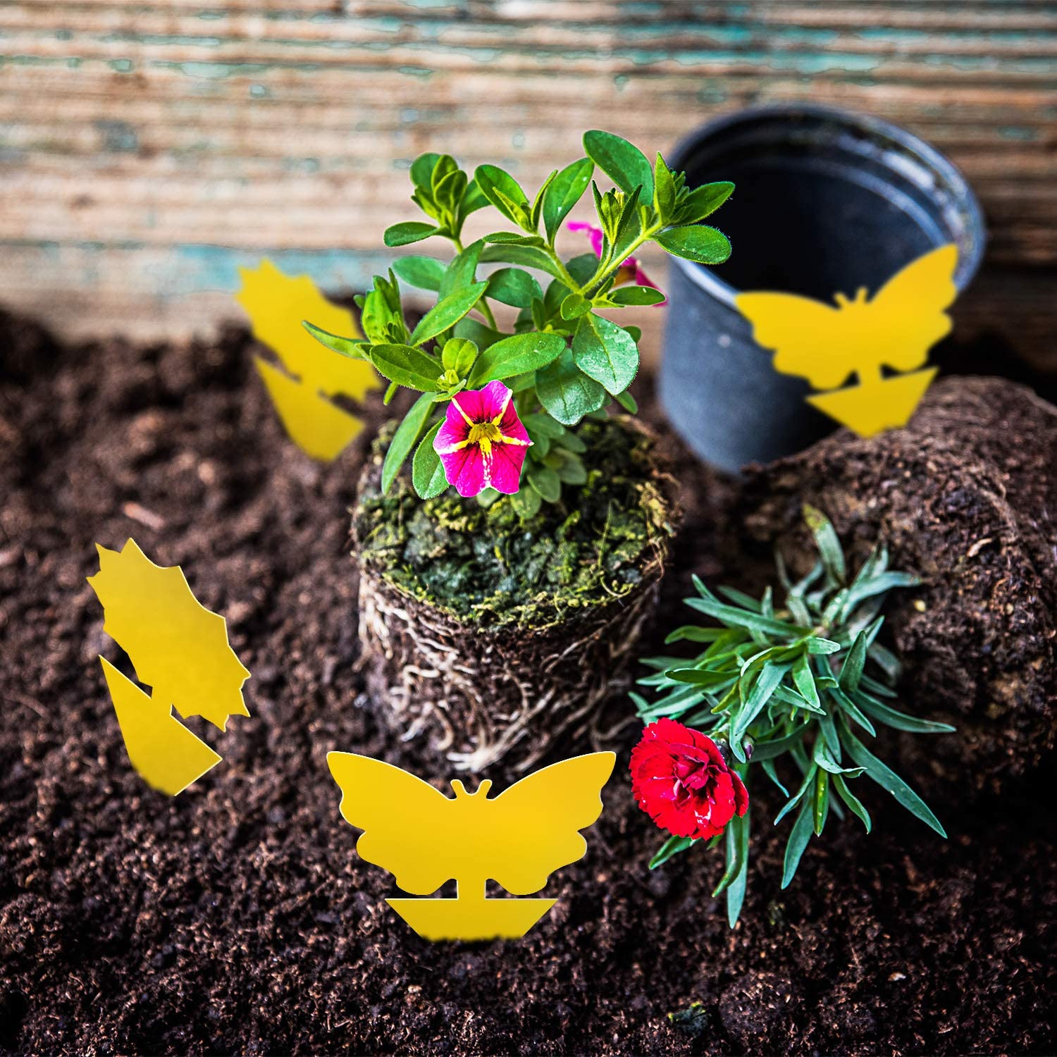 Mosqueda tree shape trap aids outdoor use; captures gnats with strong adhesive.