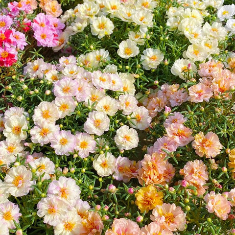 Close-up of Moss Rose blooms in a sunny rock garden highlights color.