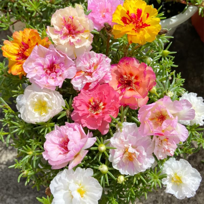 Mature Moss Rose ground cover spreading through a garden bed.