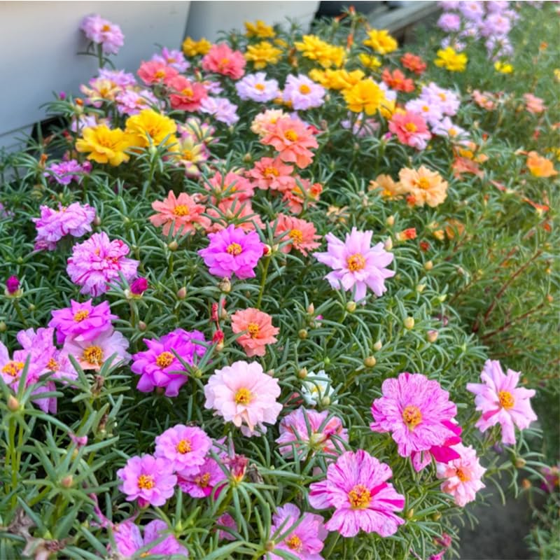 Seedling tray with Moss Rose starts promotes early blooms in warmer seasons.