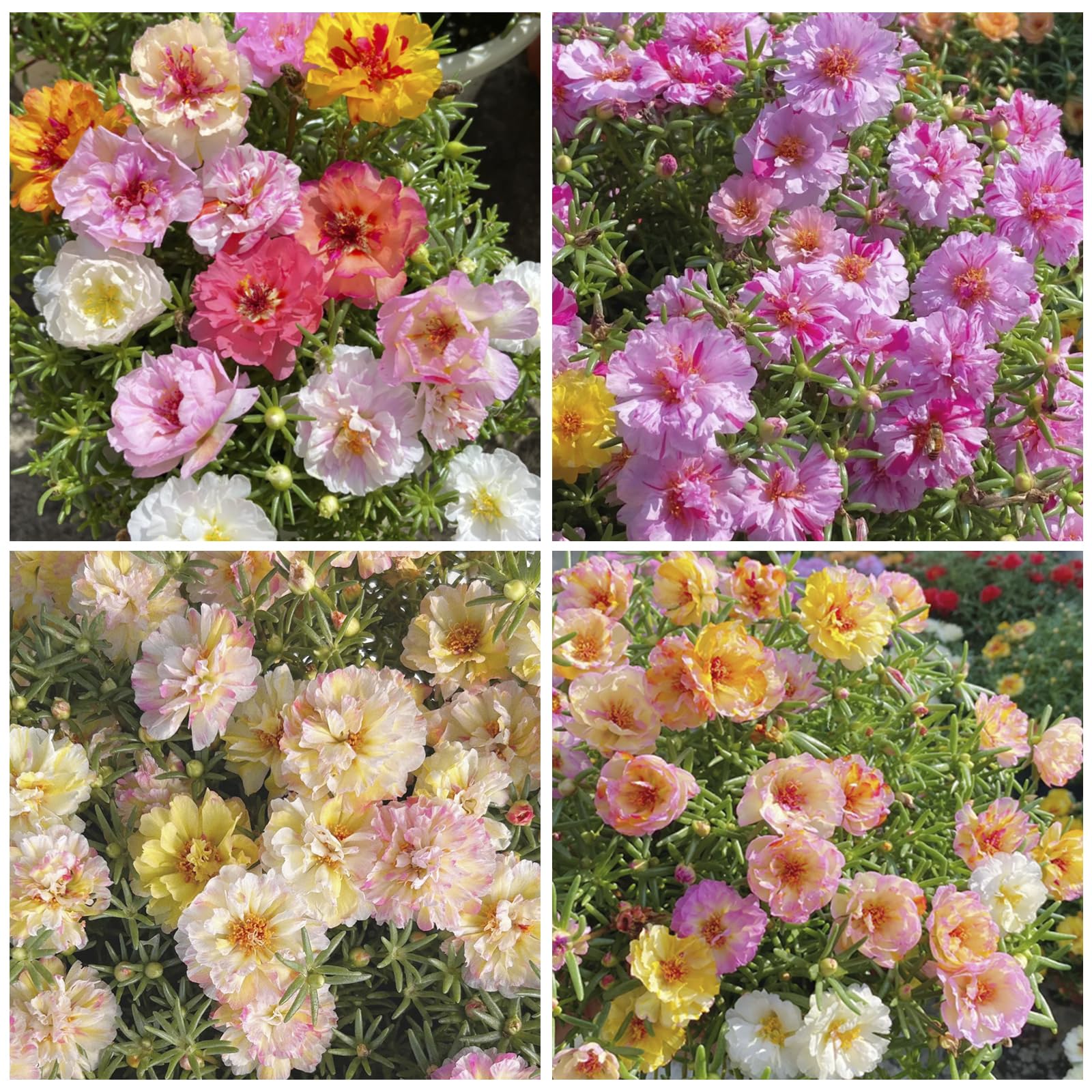 Moss Rose seeds sprinkled outdoors demonstrate easy direct sowing.