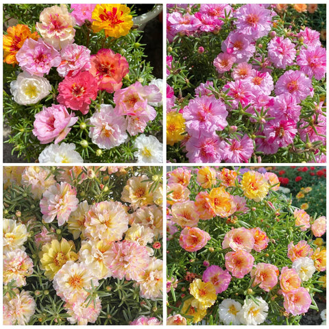 Moss Rose seeds sprinkled outdoors demonstrate easy direct sowing.