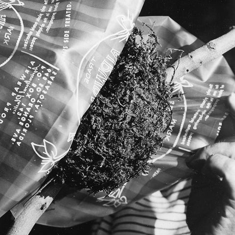 Mosser Lee rooting powder photo indicates quick rooting support for new plants