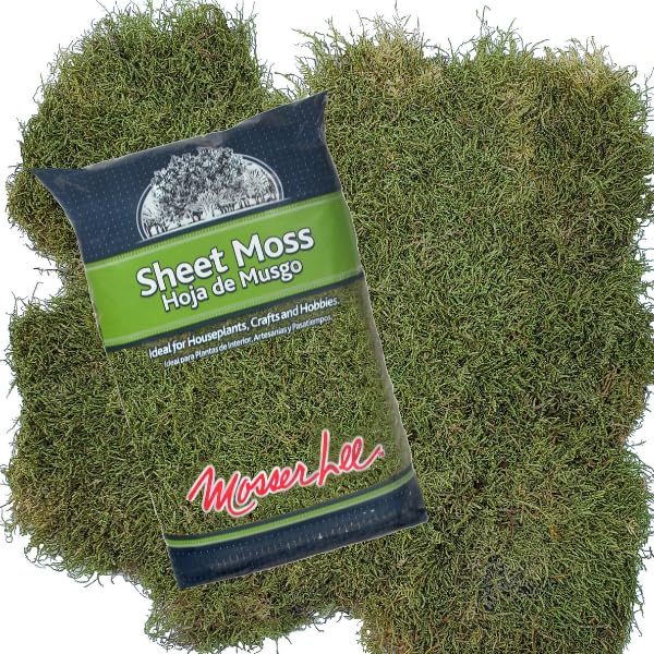 Mosser Lee ML0480 green sheet moss creating a lush backdrop in terrariums