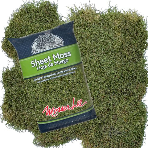 Mosser Lee ML0480 green sheet moss creating a lush backdrop in terrariums
