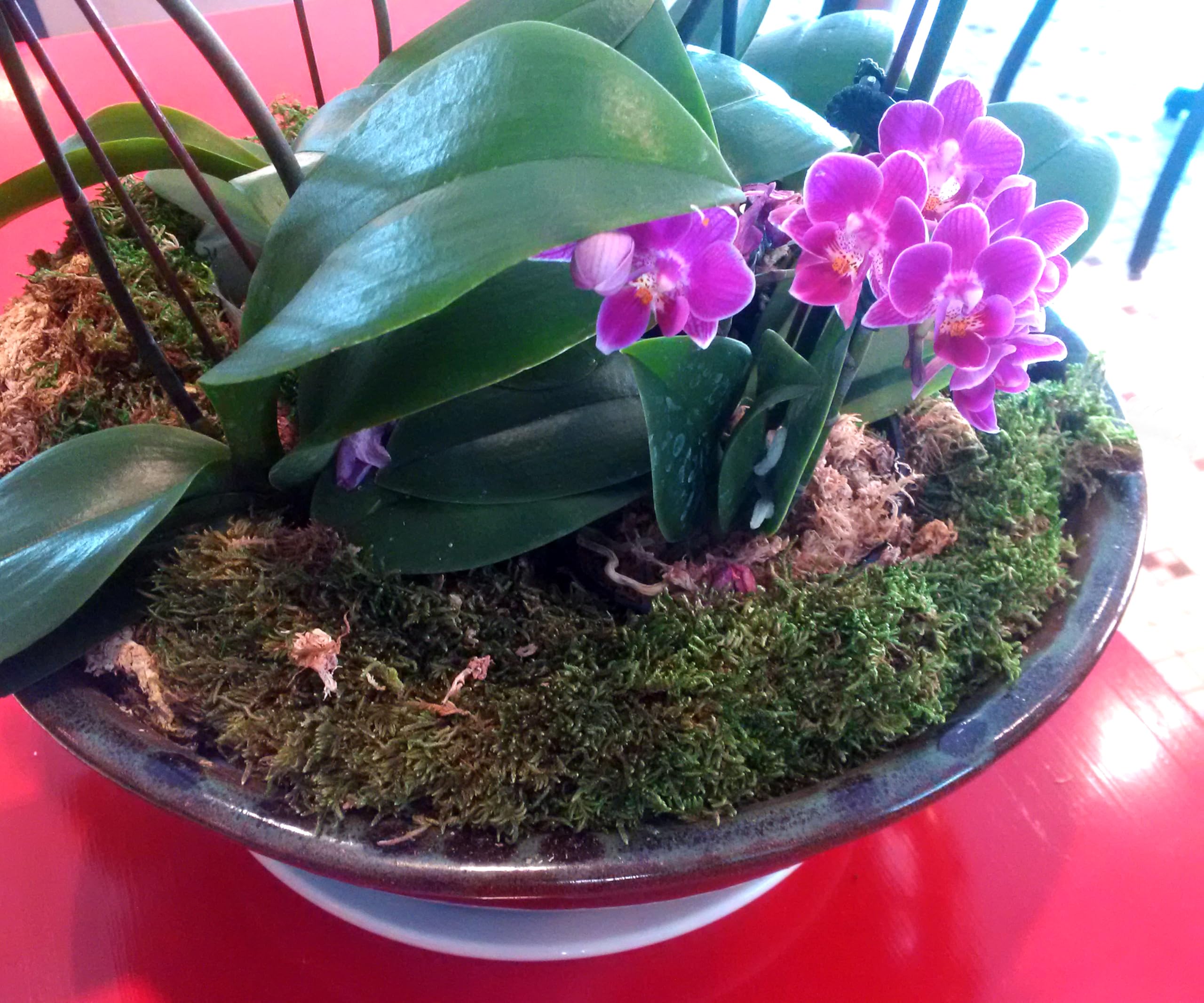 Mosser Lee ML0480 natural moss helps keep plant roots hydrated longer
