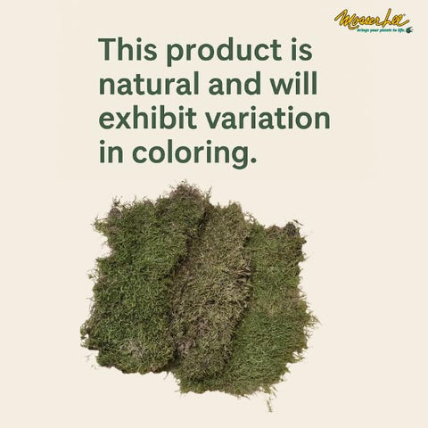 Mosser Lee ML0480 forest-sourced moss adds eco-friendly charm to centerpieces