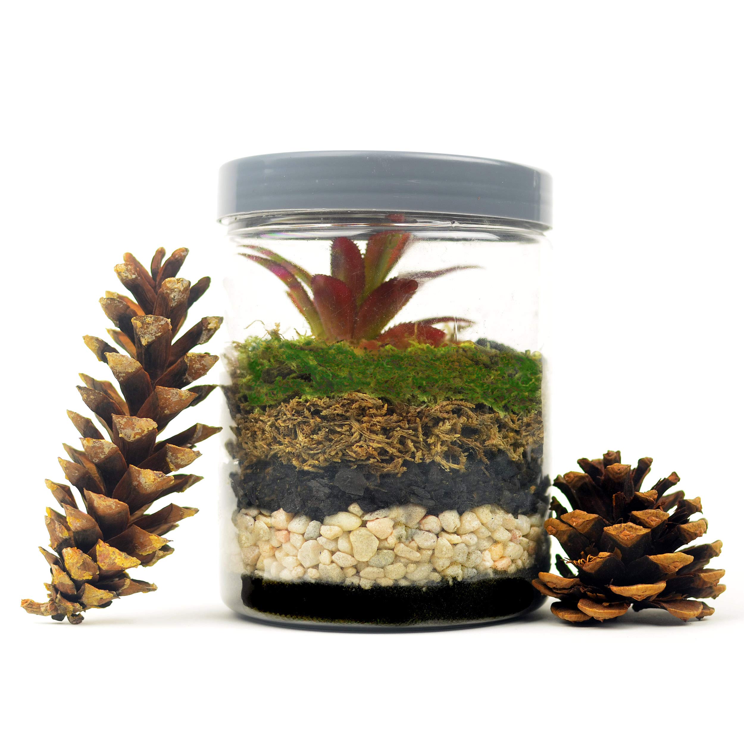 Mosser Lee ML1112 black sand soil cover in a terrarium enhances texture and contrast