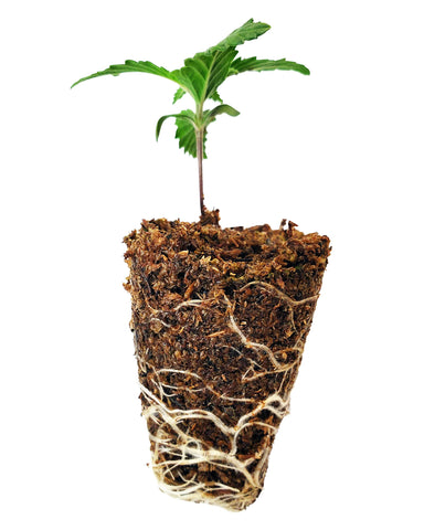 Mosser Lee SucSeed Premium Seed Starter ideal for vegetables and edible crops