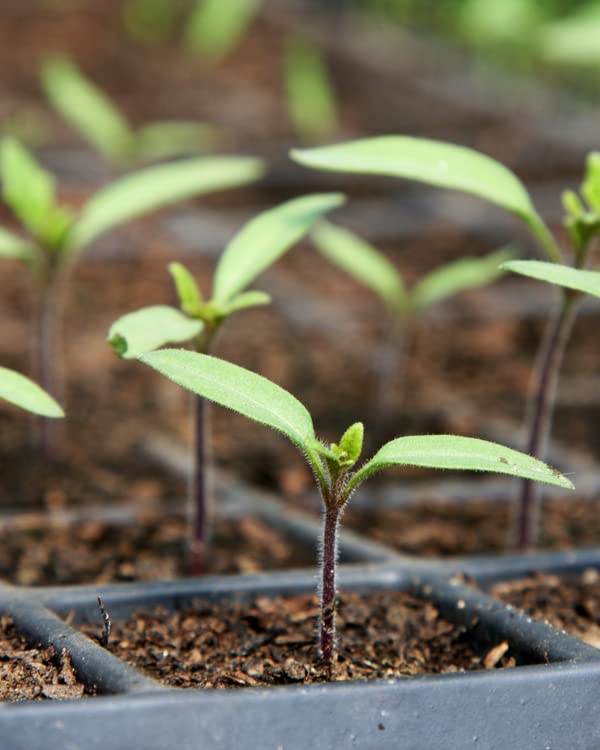 Mosser Lee SucSeed Premium Seed Starter demonstrates strong moisture management to prevent overwatering