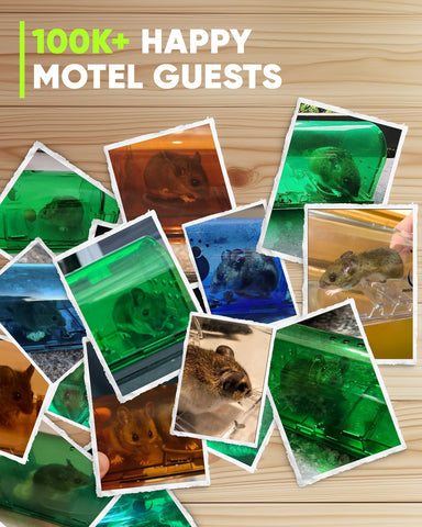Motel Mouse four-pack in a home-friendly design for families