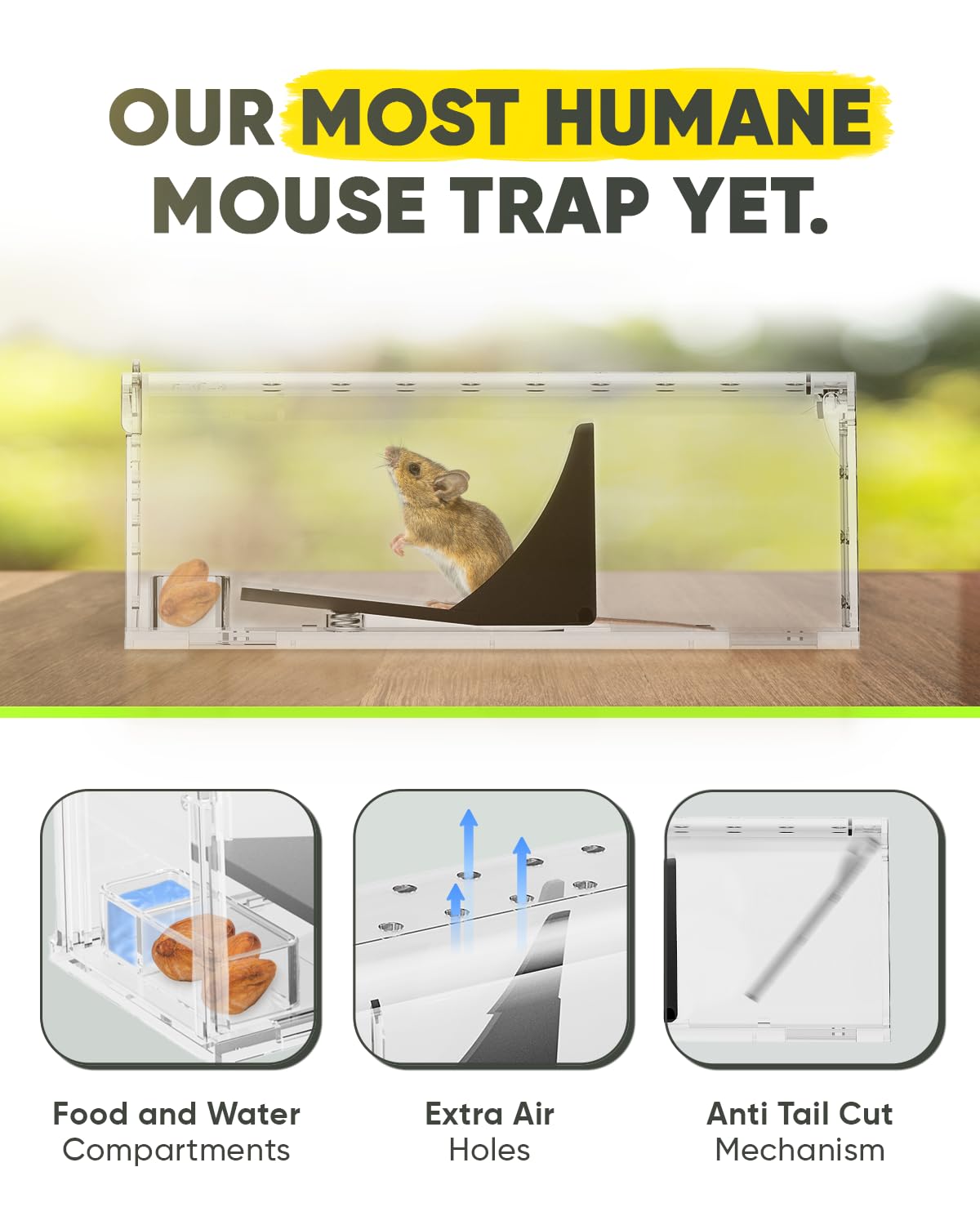 Motel Mouse live-catch trap in use for humane capture and release.