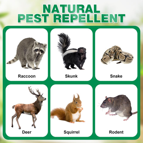 Motrapso peppermint skunk repellent garden placement protects fruits and plants