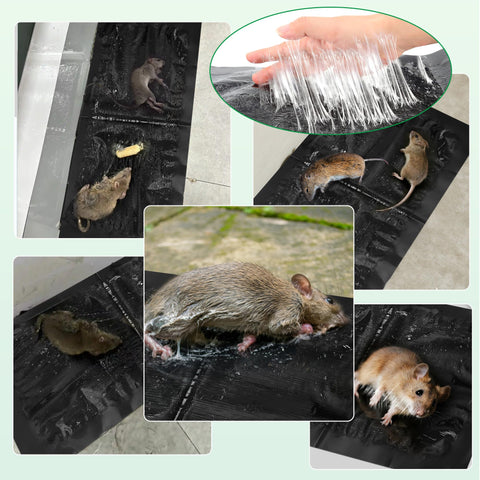 Motrapso sticky traps in packaging highlight bulk ready-to-use pest control.