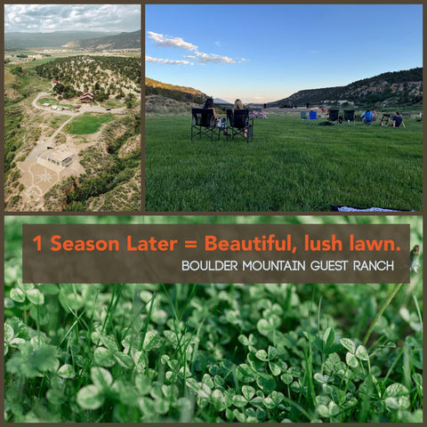 Bee-friendly Mountain Valley Micro Clover lawn supports pollinators