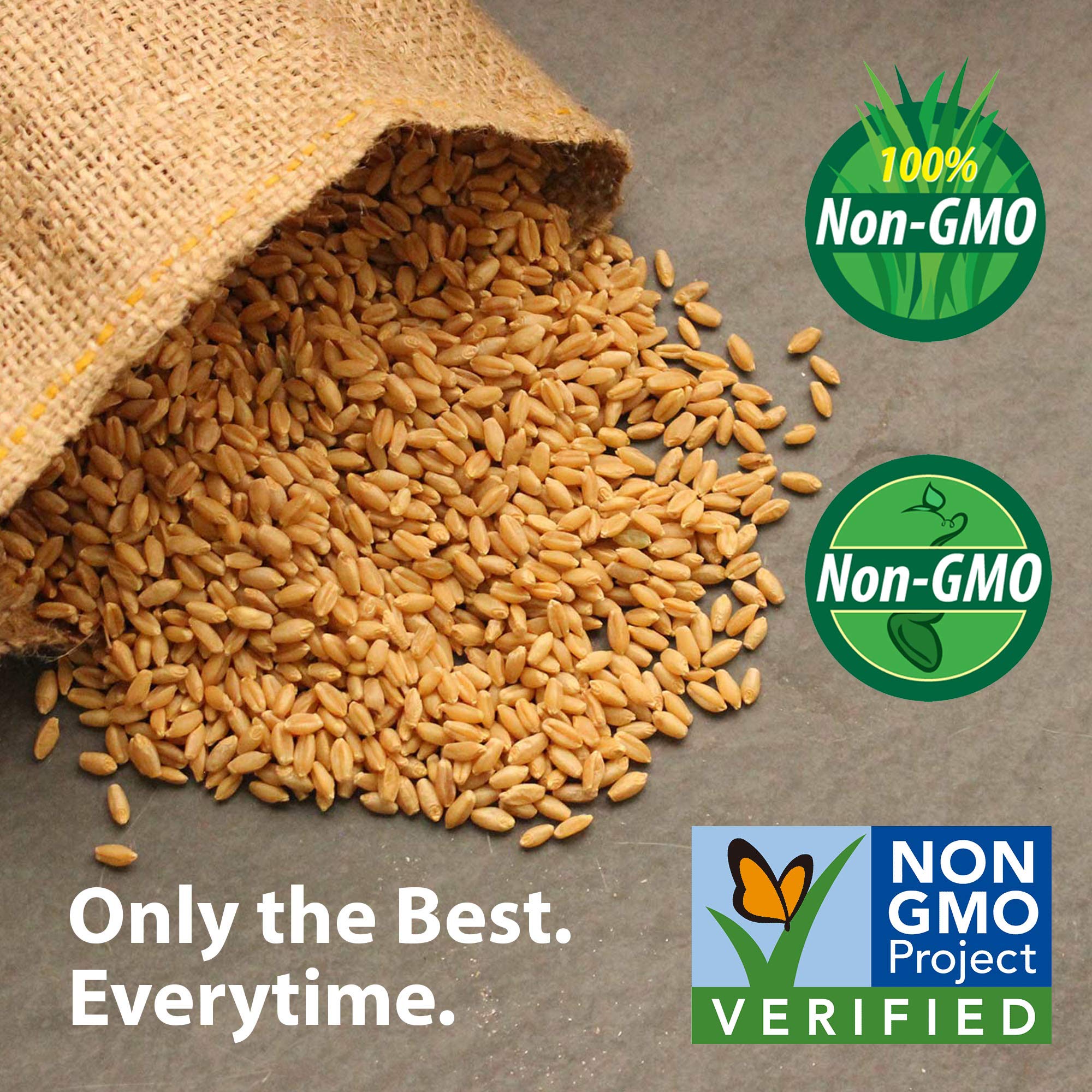 Blue Lake Bush Bean plants in containers maximize small-space gardens for fresh meals.