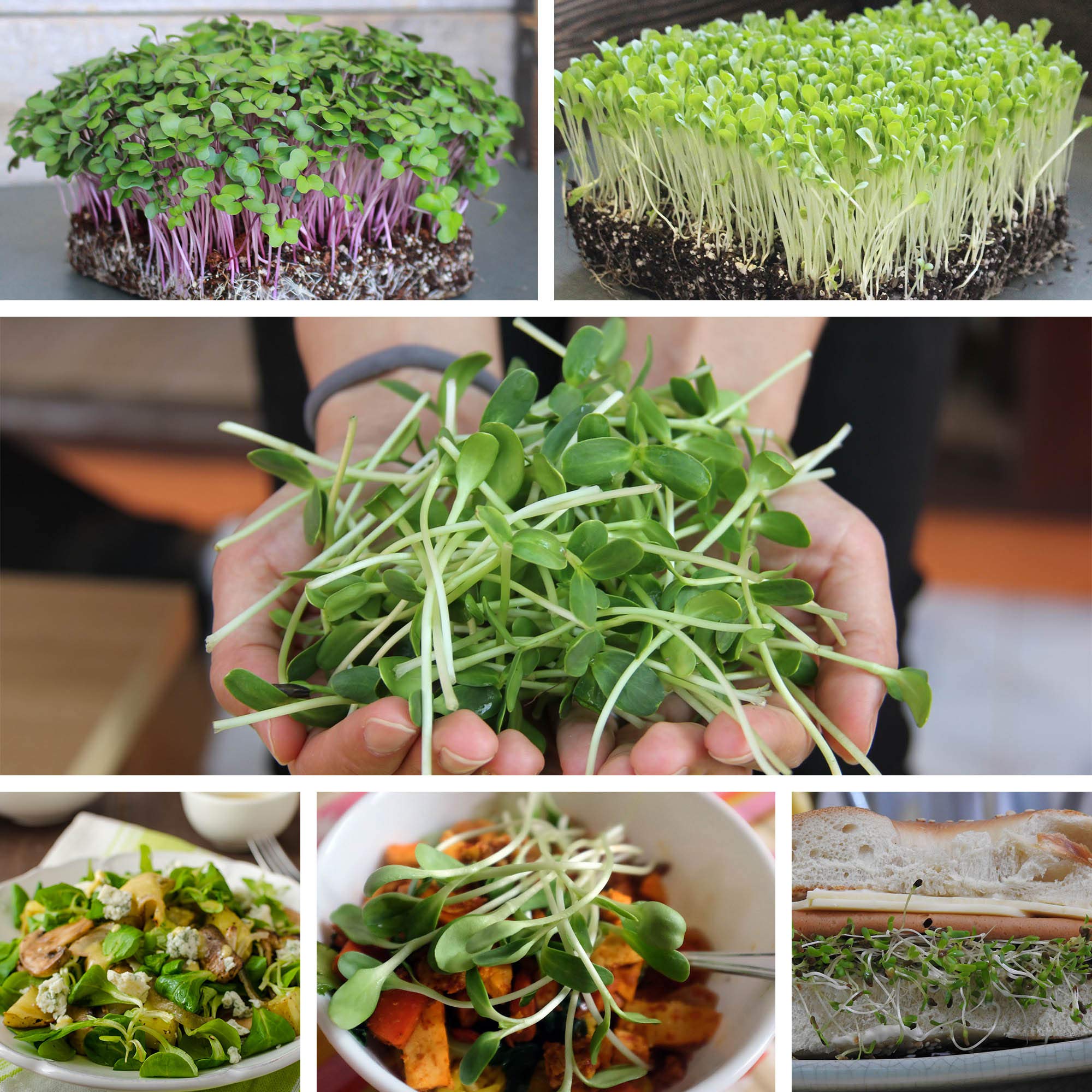 Mountain Valley Buckwheat microgreens harvest on plate, fresh and crisp.