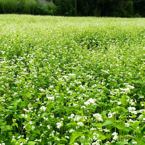 Mountain Valley Buckwheat Seeds closeup shows whole-shell grains for reliable germination.
