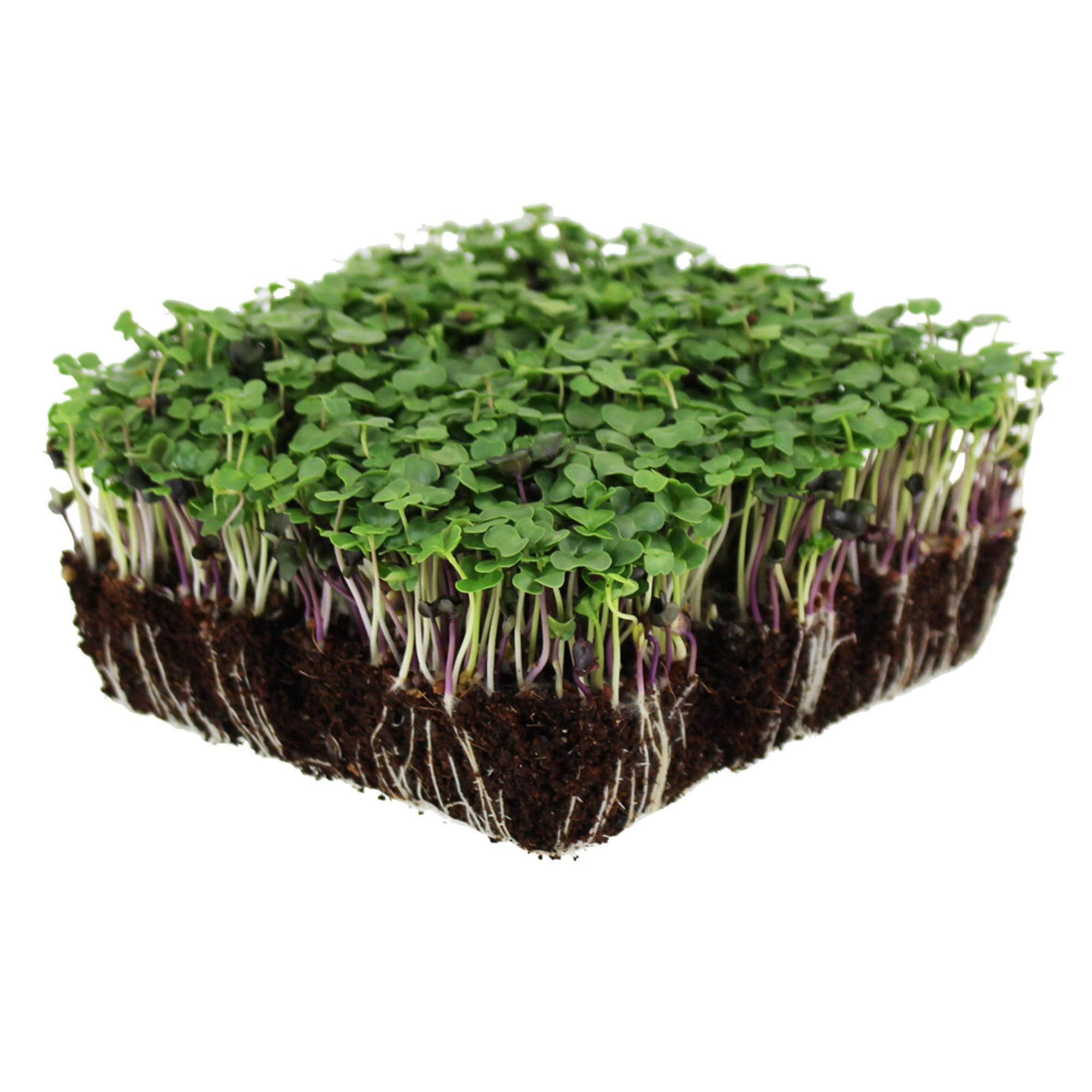 Mountain Valley Bulk Salad Mix Seeds in packaging, ideal for reliable indoor sprouting.