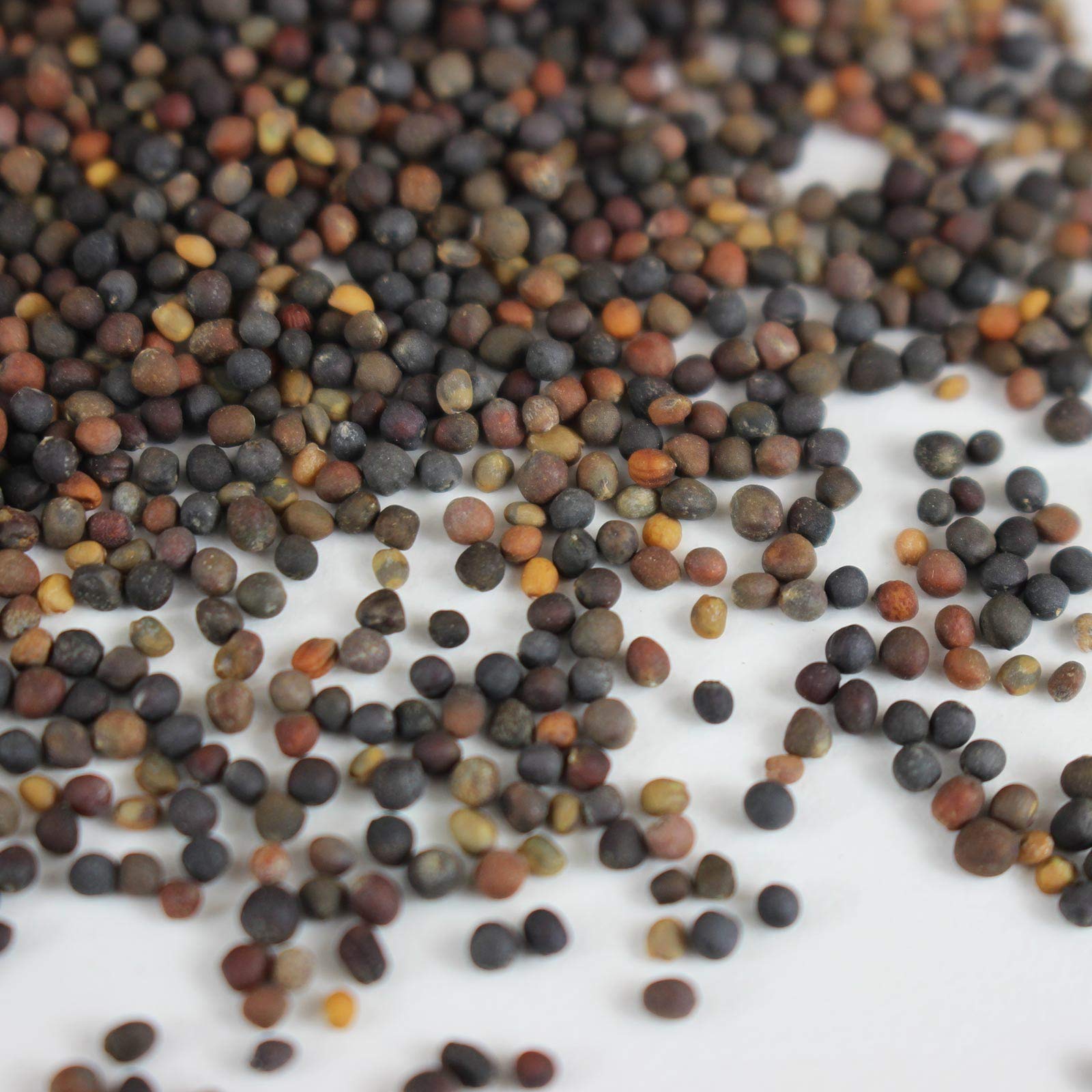 Mountain Valley Hydroponic-Friendly Seeds in a tray, supports soil-free microgreens growth.