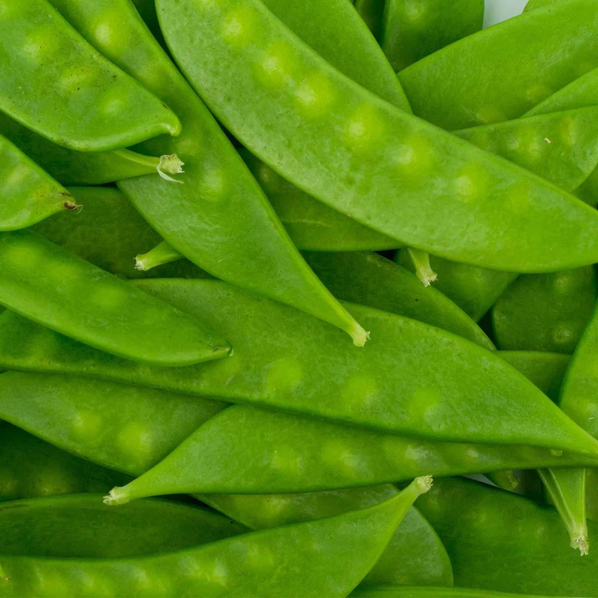 Mountain Valley Seed's Mammoth Melting Sugar Pod yields plump, crisp pods perfect for fresh eating
