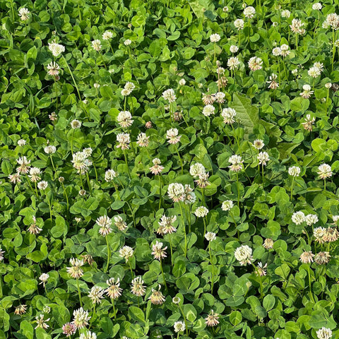 Close-up of Mountain Valley Micro Clover seeds showing tiny leaves and dense germination
