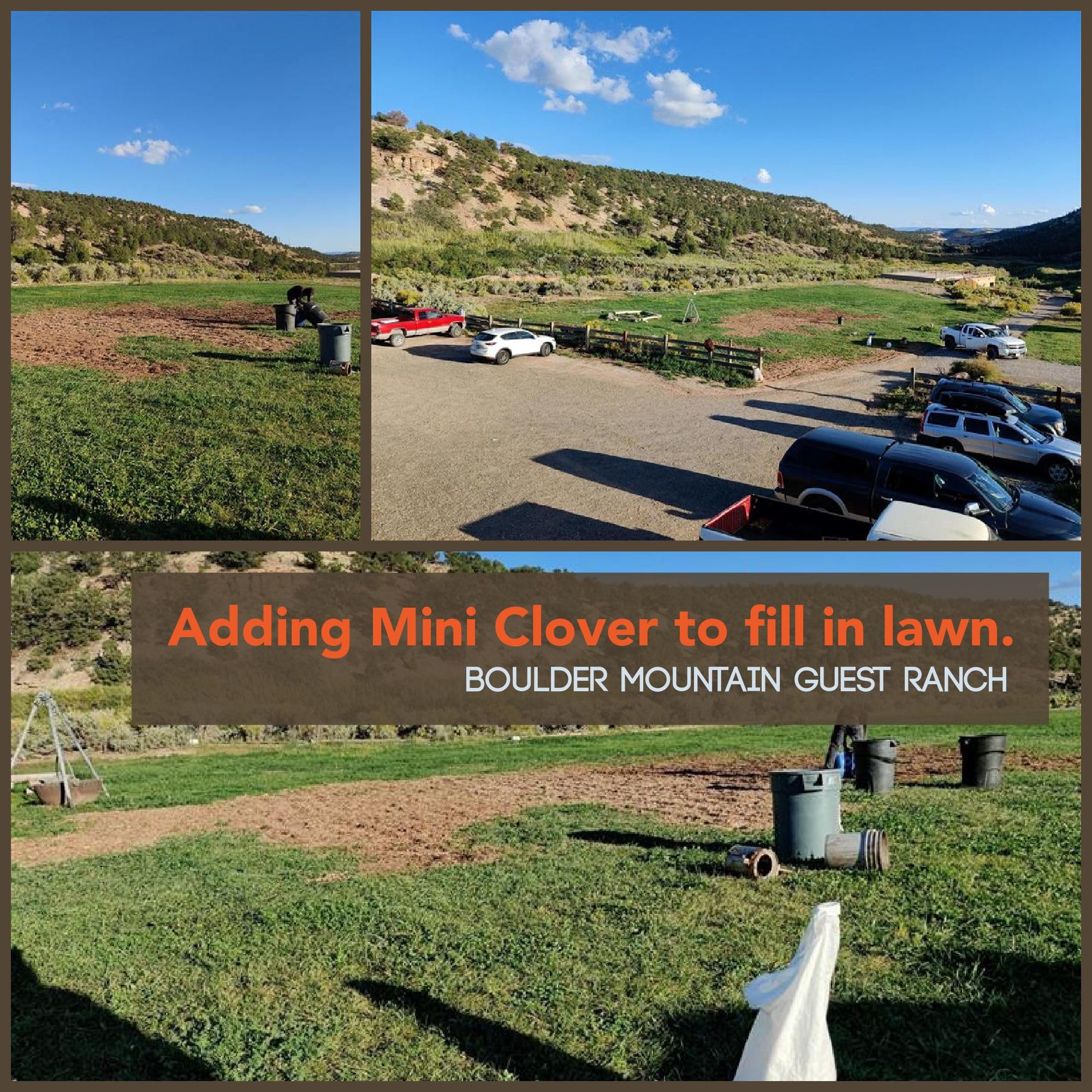 Mountain Valley Micro Clover bloom illustrates drought-tolerant, year-round lawn options.