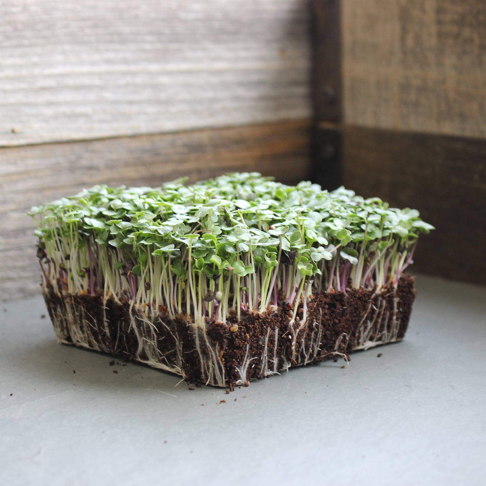 Mountain Valley Microgreens Plate Harvest, vibrant greens ready to top meals.