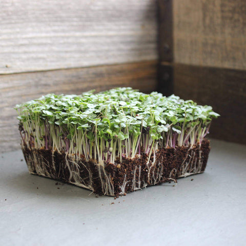 Mountain Valley Microgreens Plate Harvest, vibrant greens ready to top meals.