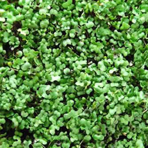 Mountain Valley Microgreens Seeds Blend close-up, perfect for quick harvests of fresh greens.