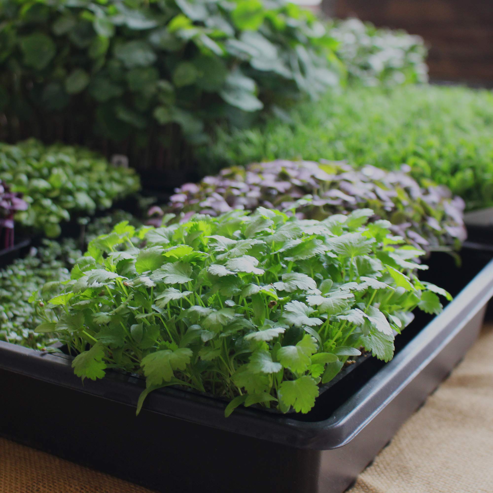 Versatile use for seed starts, flowers, herbs, vegetables, and microgreens.