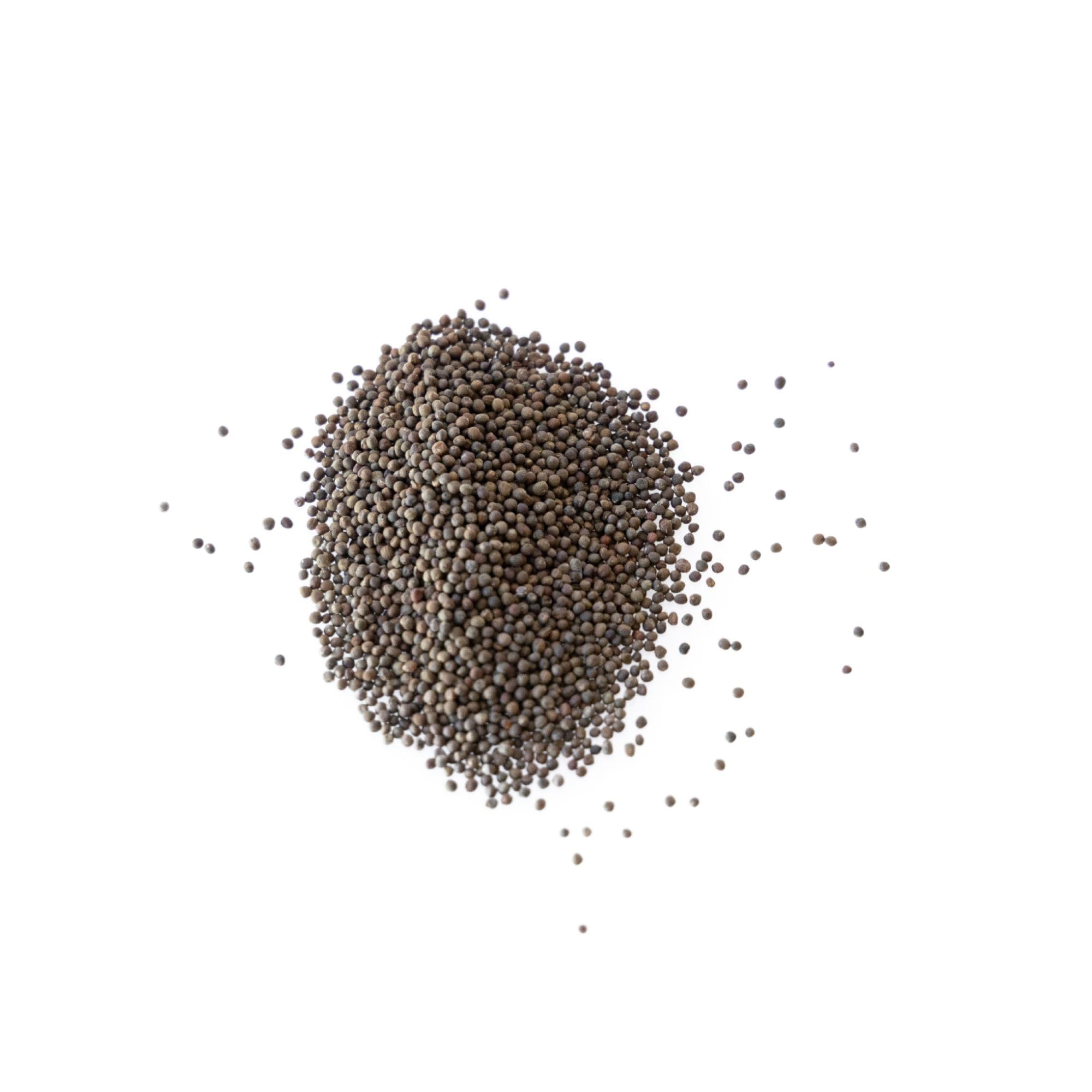 Mountain Valley Red Acre microgreens show crisp, peppery notes ideal for quick harvest