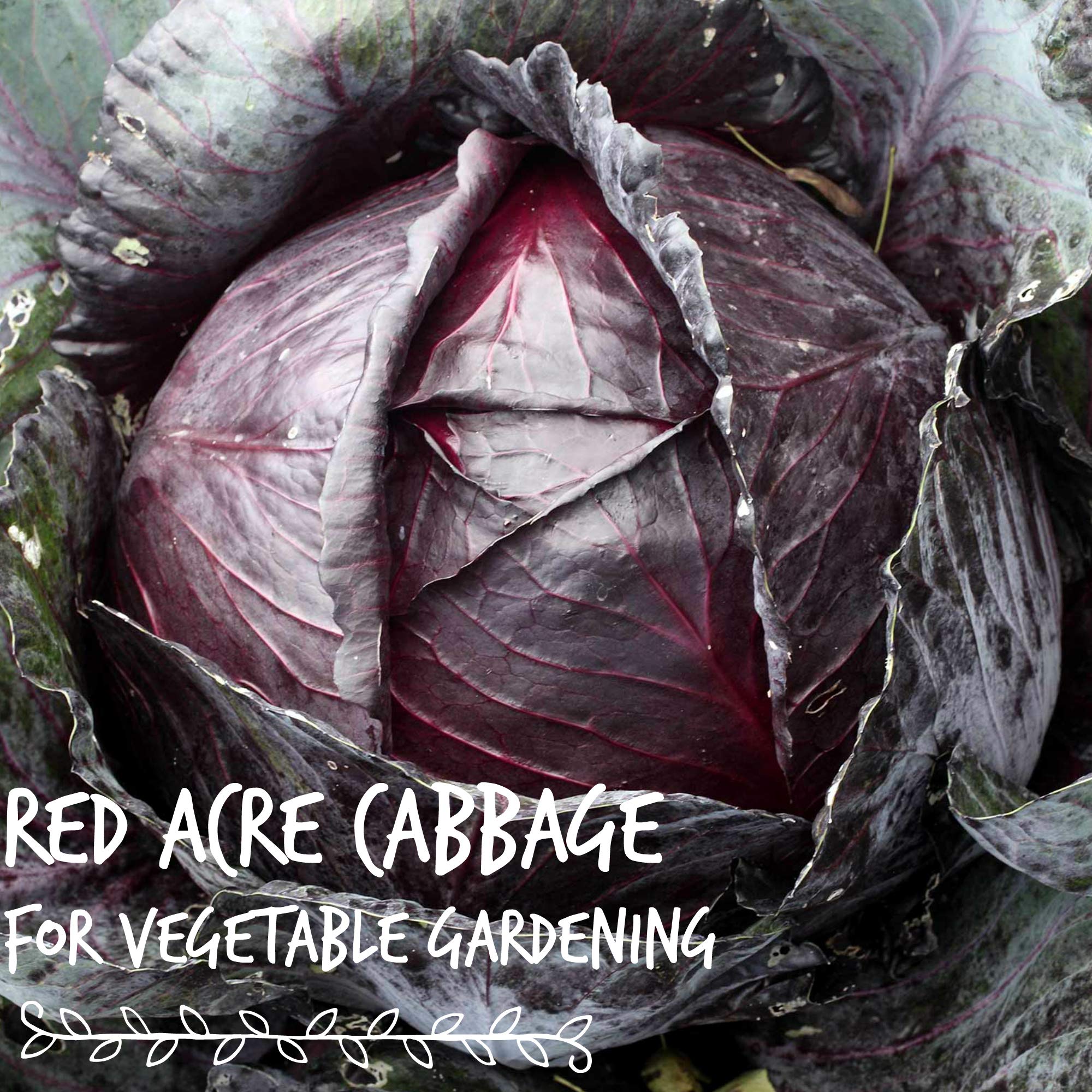 Ready-to-harvest microgreens add color and crunch to salads with Mountain Valley seeds