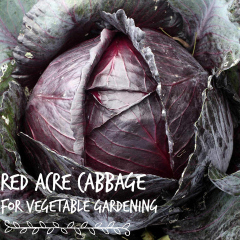 Ready-to-harvest microgreens add color and crunch to salads with Mountain Valley seeds