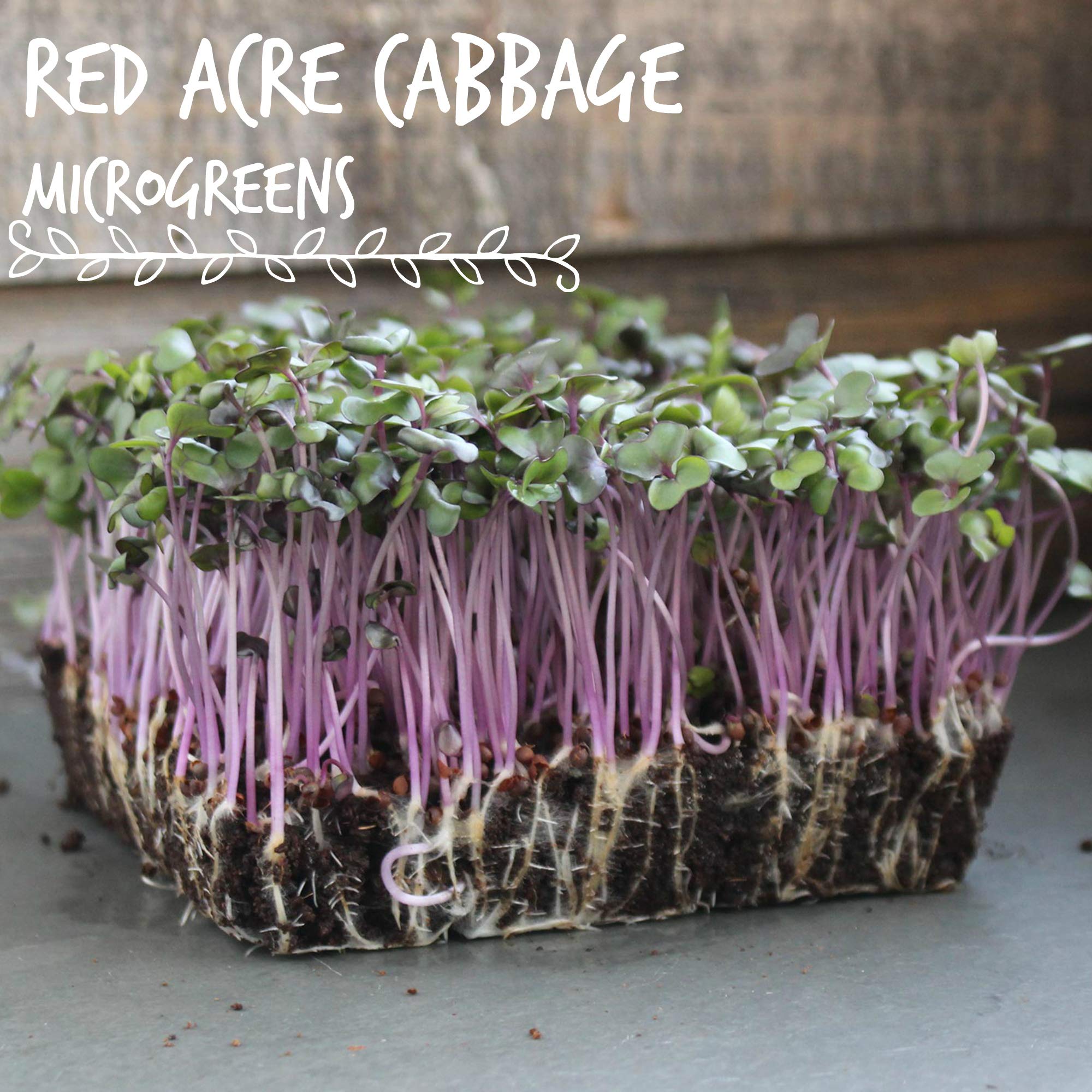 Mountain Valley Red Acre seeds bulk pack ready for home sprouting and batch growing