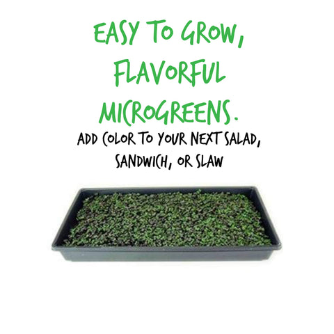 Germination-ready Red Acre seeds from Mountain Valley promise vibrant sprouts with reliable germination