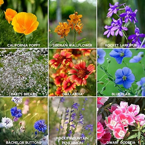 Pollinators attracted to Rocky Mountain Wildflower Seeds Mix blooming patch