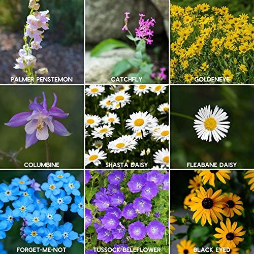 Vibrant Rocky Mountain Wildflower blooms filling a garden bed with Mountain Valley seeds