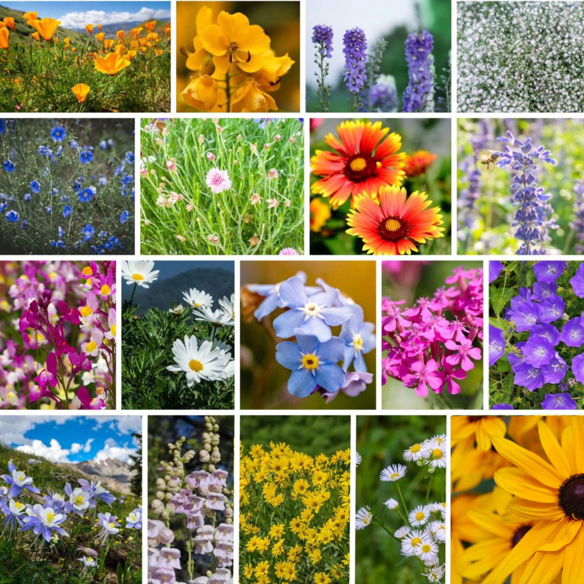 Rocky Mountain Wildflower Seeds Mix in a 1 lb pouch ready for easy garden sowing by Mountain Valley Seed Company