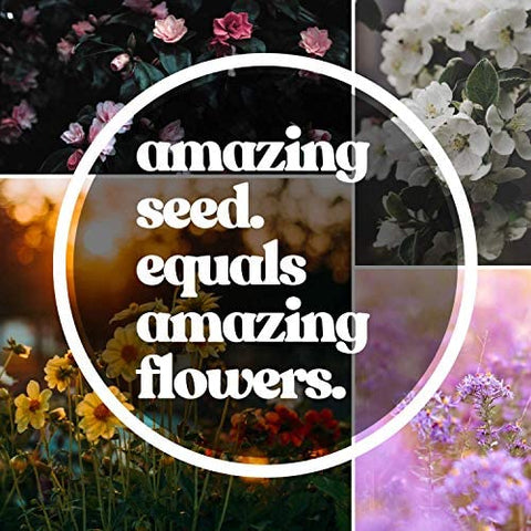 Mountain Valley Seed 19-variety shade mix includes coneflower and forget-me-not for color.