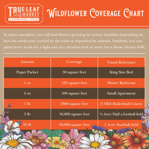 Butterflies and hummingbirds visit Mountain Valley Seed Company wildflower mix