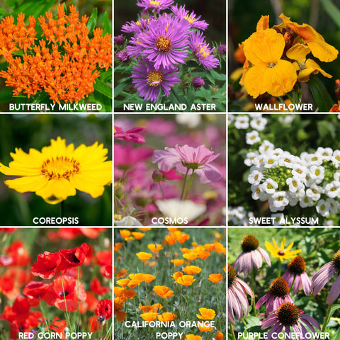 Mountain Valley Seed Company 19 varieties packaging showcases diverse blooms.