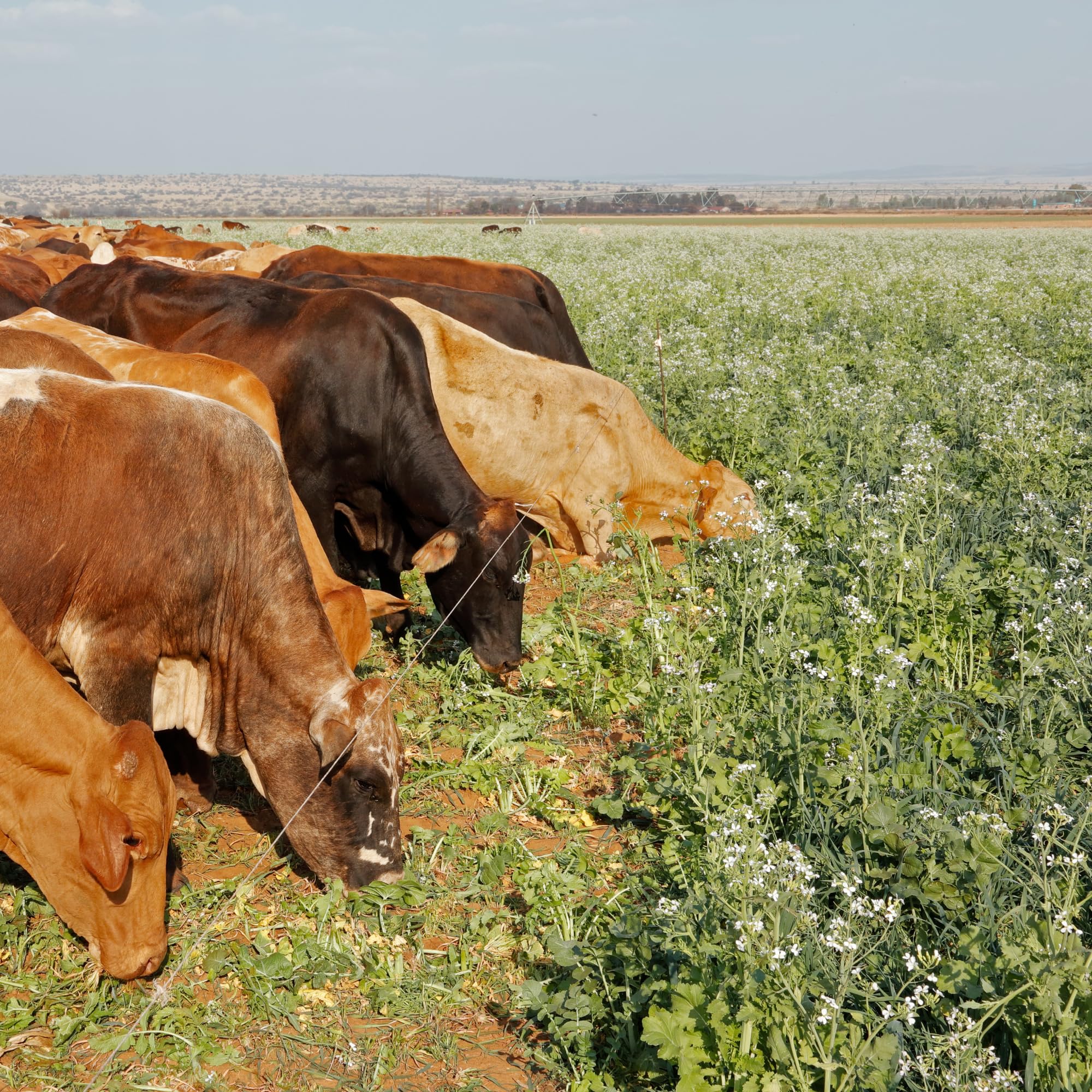 Mountain Valley Seed Co. nine-variety label highlights winter-kill and seasonal coverage.
